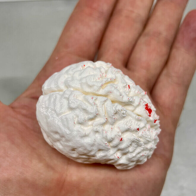 white 3D printed small brain with red PLA scarring from support